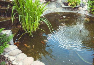 Koi Pond