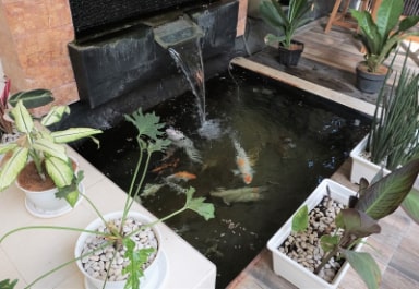 Koi Pond