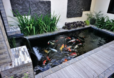Koi Pond