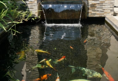 Koi Pond