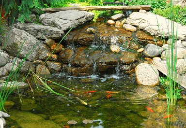 Koi pond