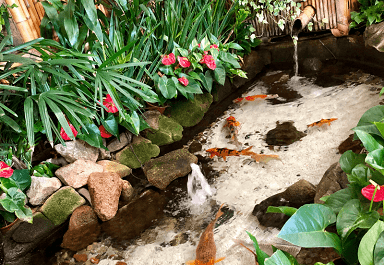 Koi pond