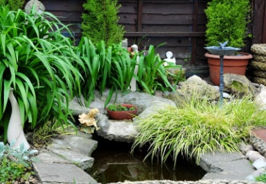 Koi Pond