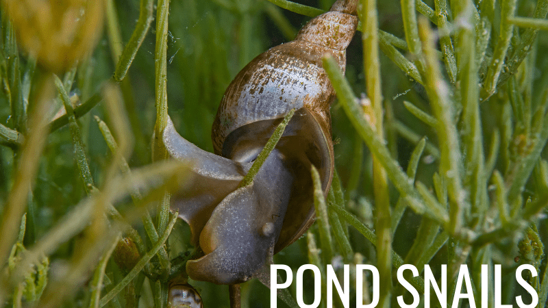 Pond snail crawling on an underwater surface
