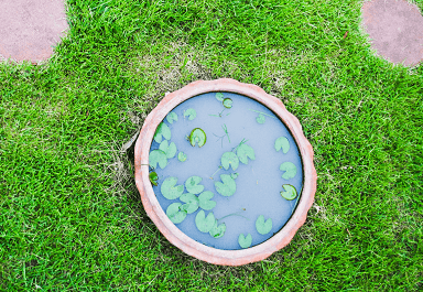 Small pond idea