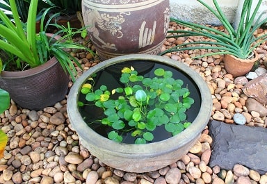 Small pond idea